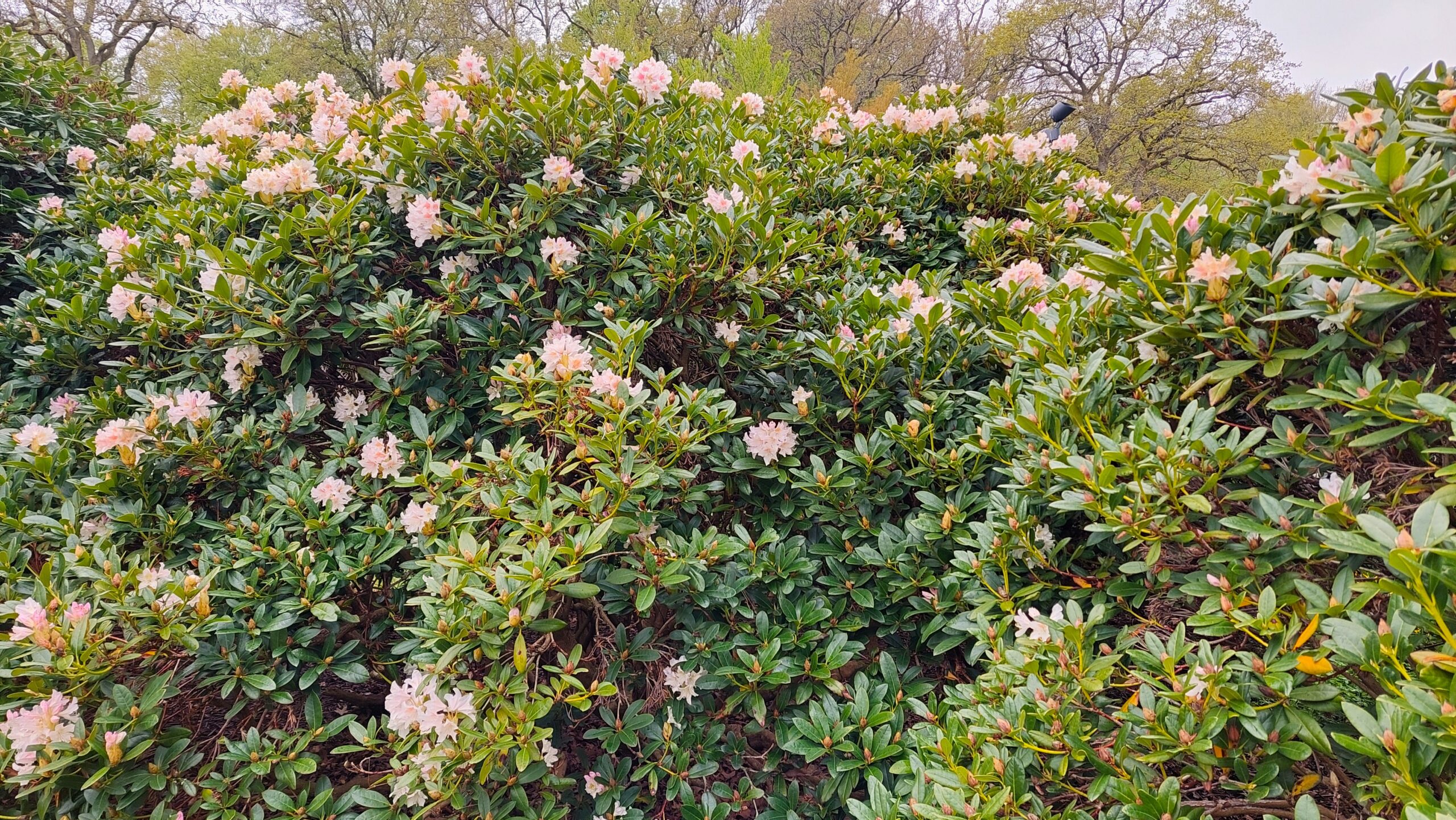 Rhododendron i Ronneby Brunnspark Rhododendron i Ronneby Brunnspark