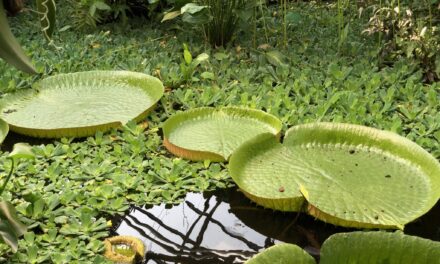 Botaniska trädgården i Lund