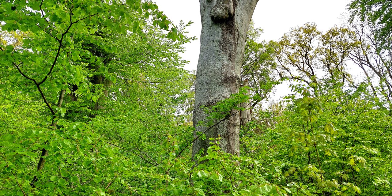 Dalby Söderskog nationalpark