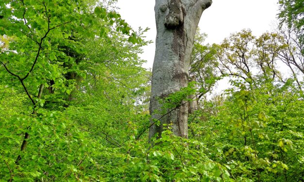 Dalby Söderskog nationalpark