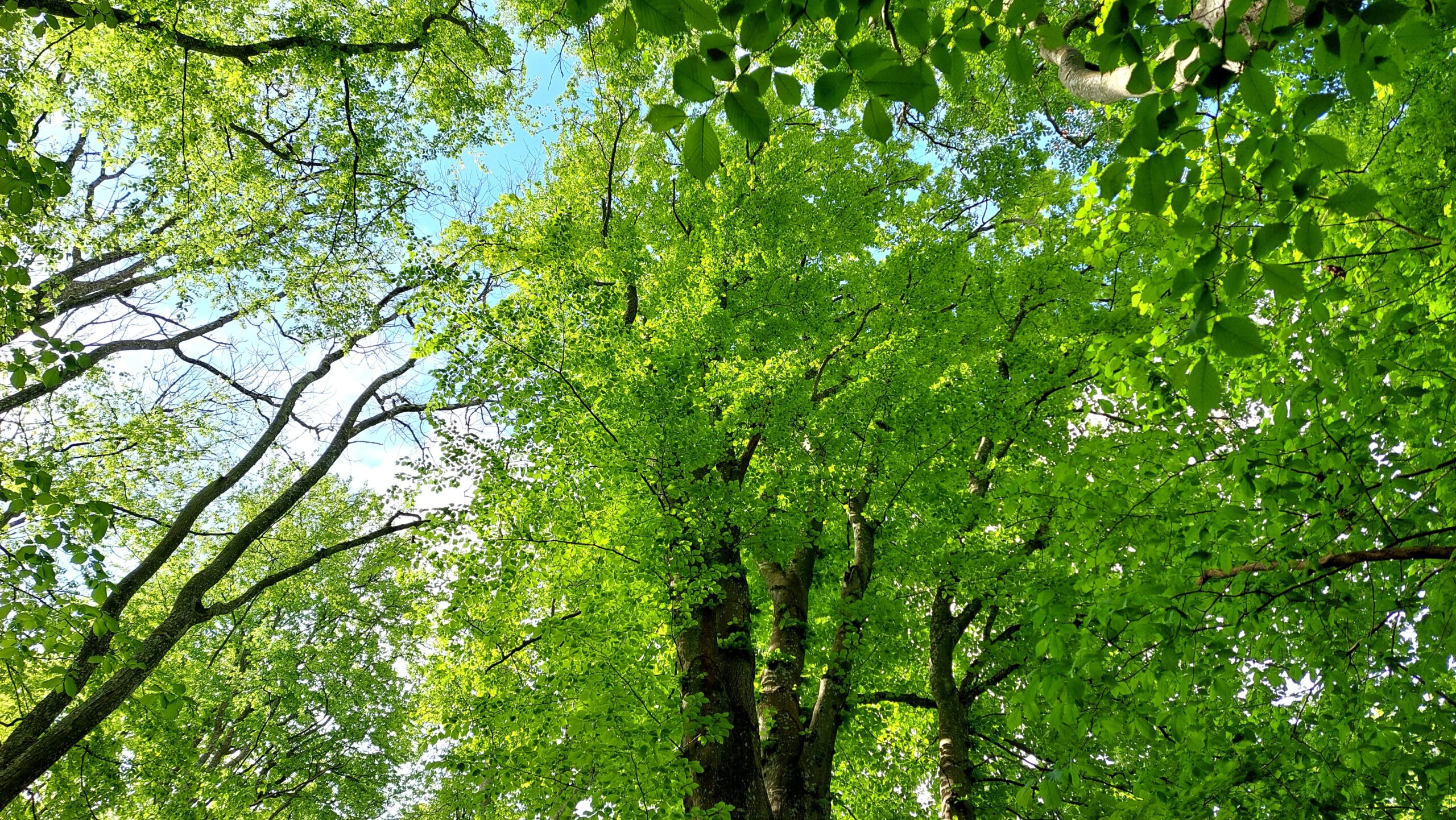 Ädellövskog i Dalby Söderskog Ädellövskog i Dalby Söderskog