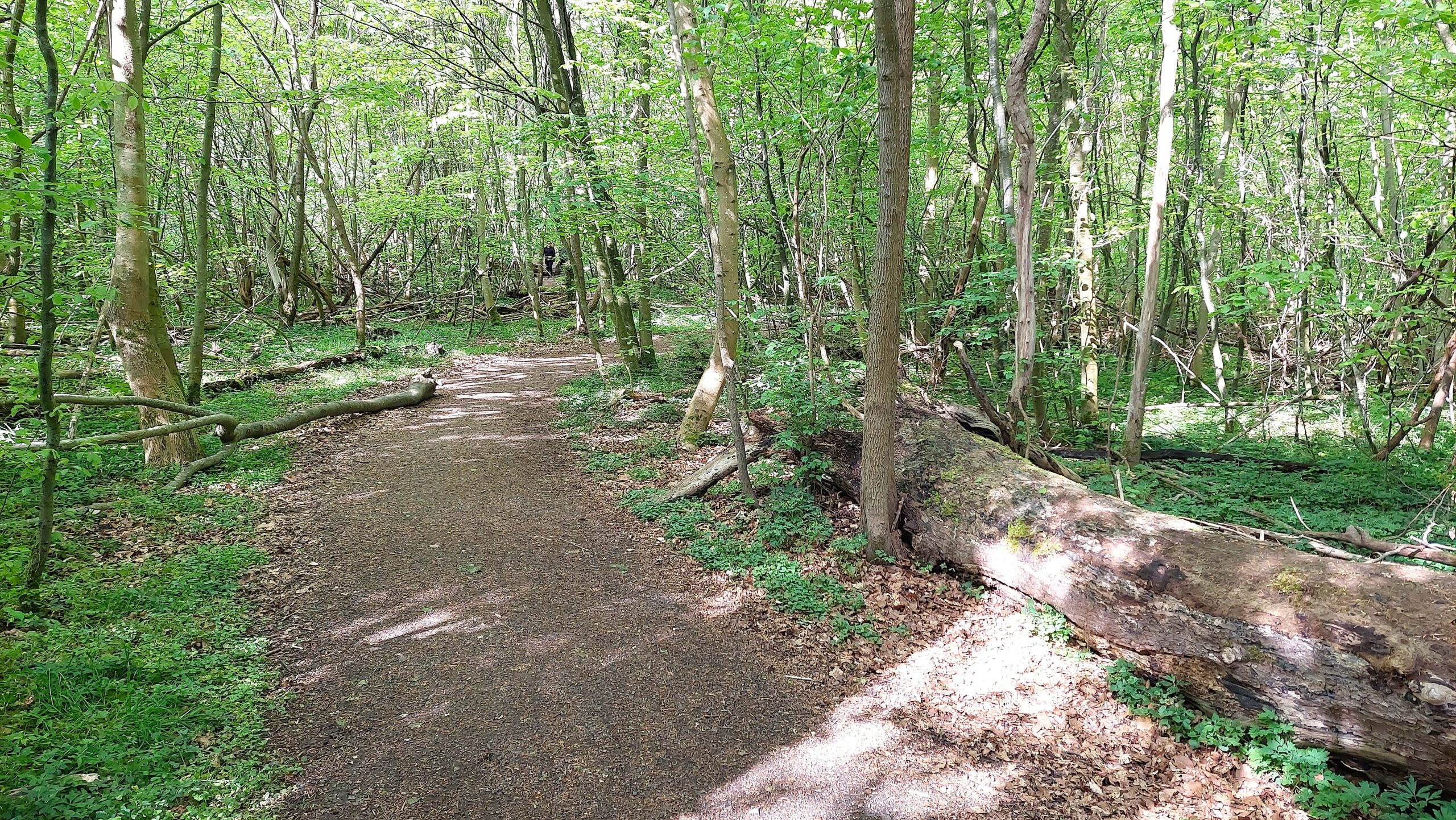 Stigar i Dalby Söderskog Stigar i Dalby Söderskog
