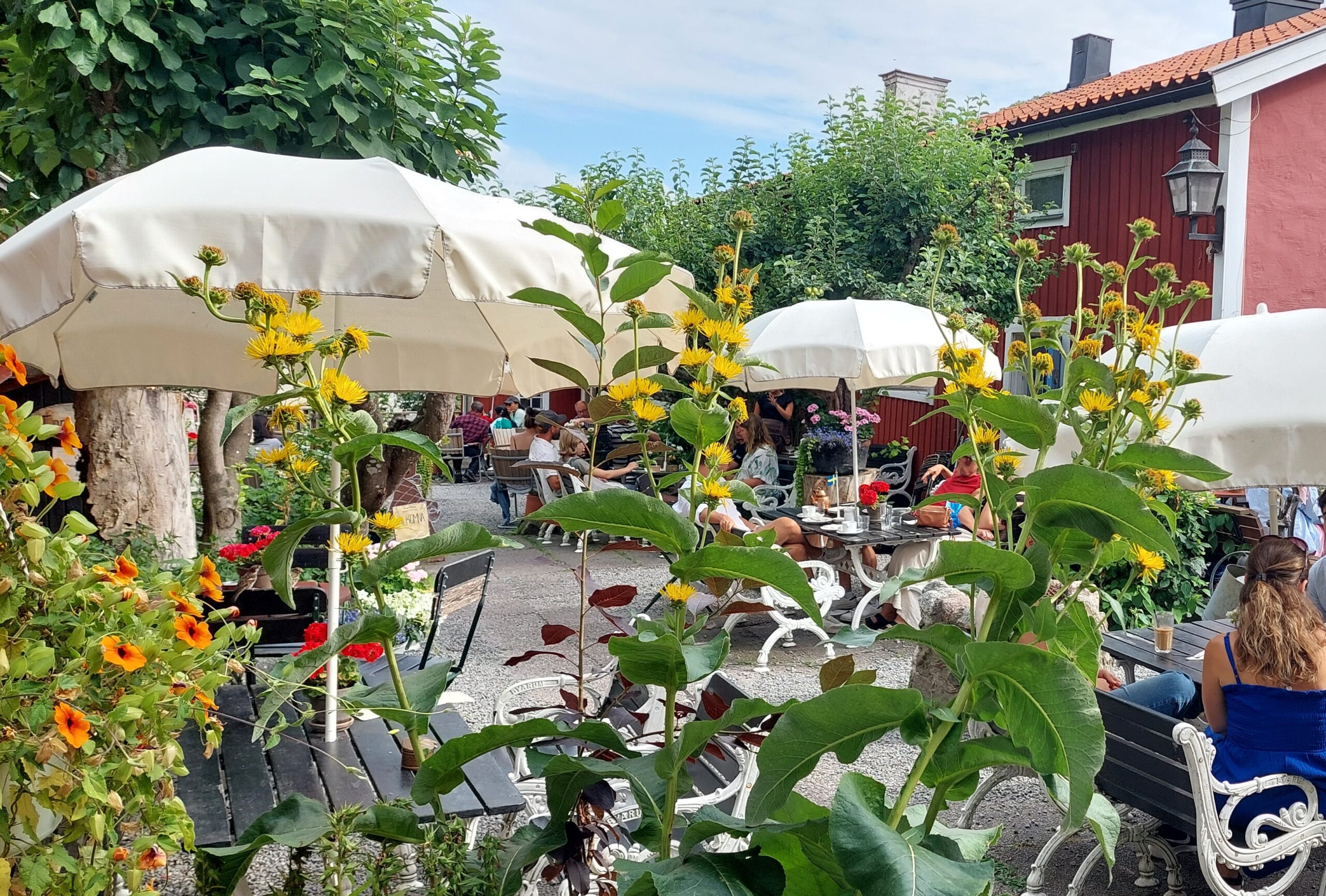 Tant Brun i Sigtuna