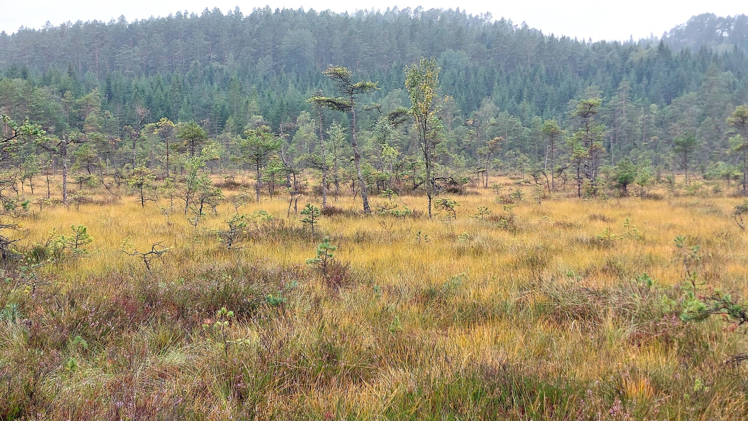 Myr vid Tresticklan