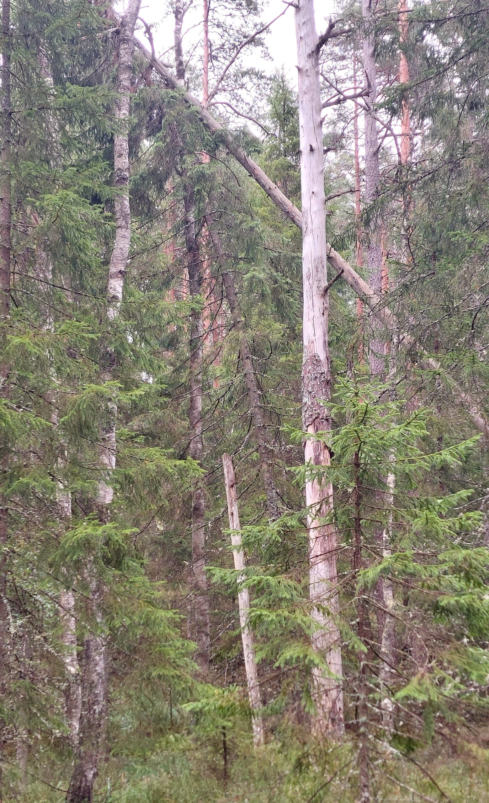Tresticklan nationalparks skogar