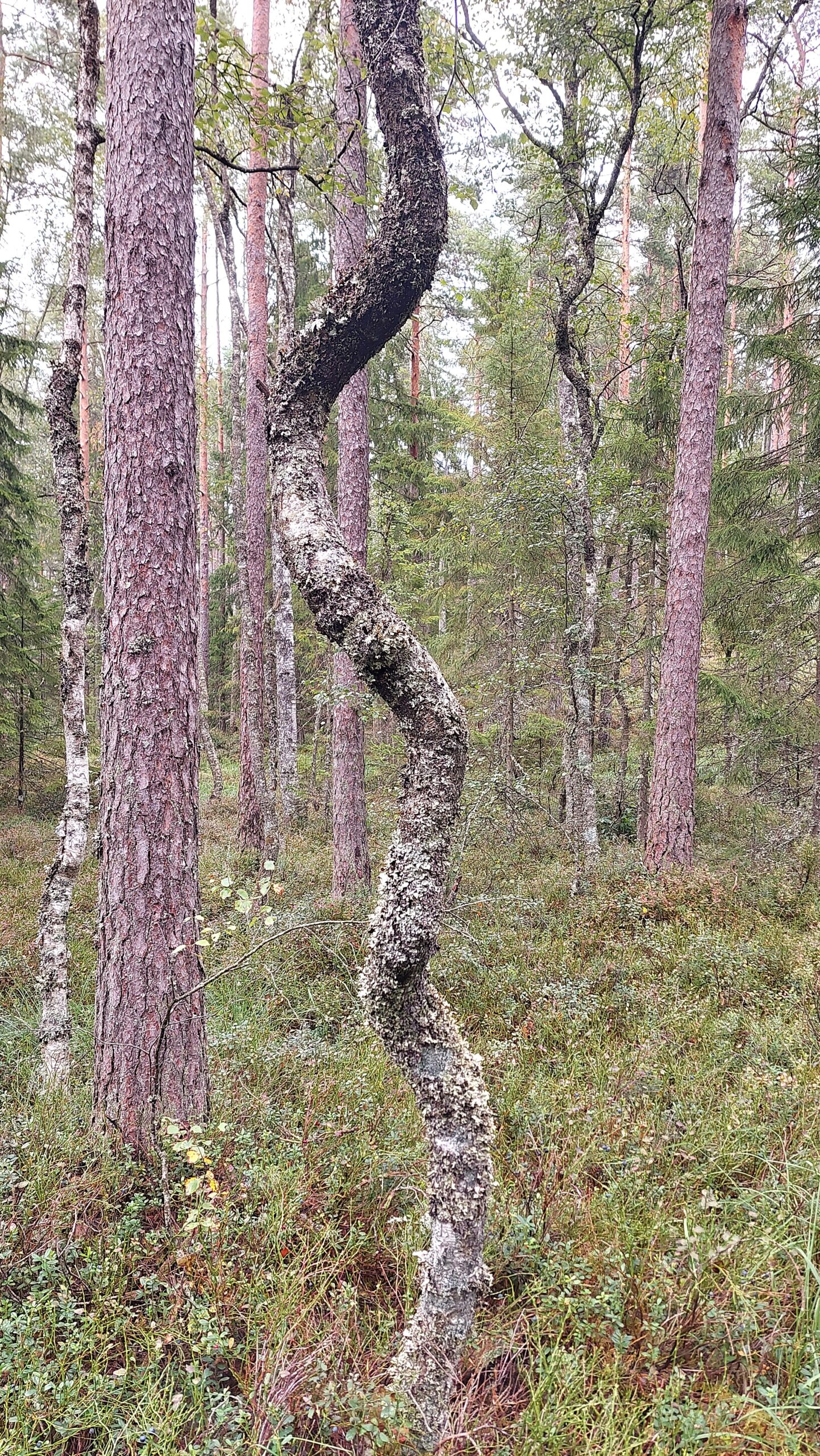 Tresticklans nationalpark krokiga träd