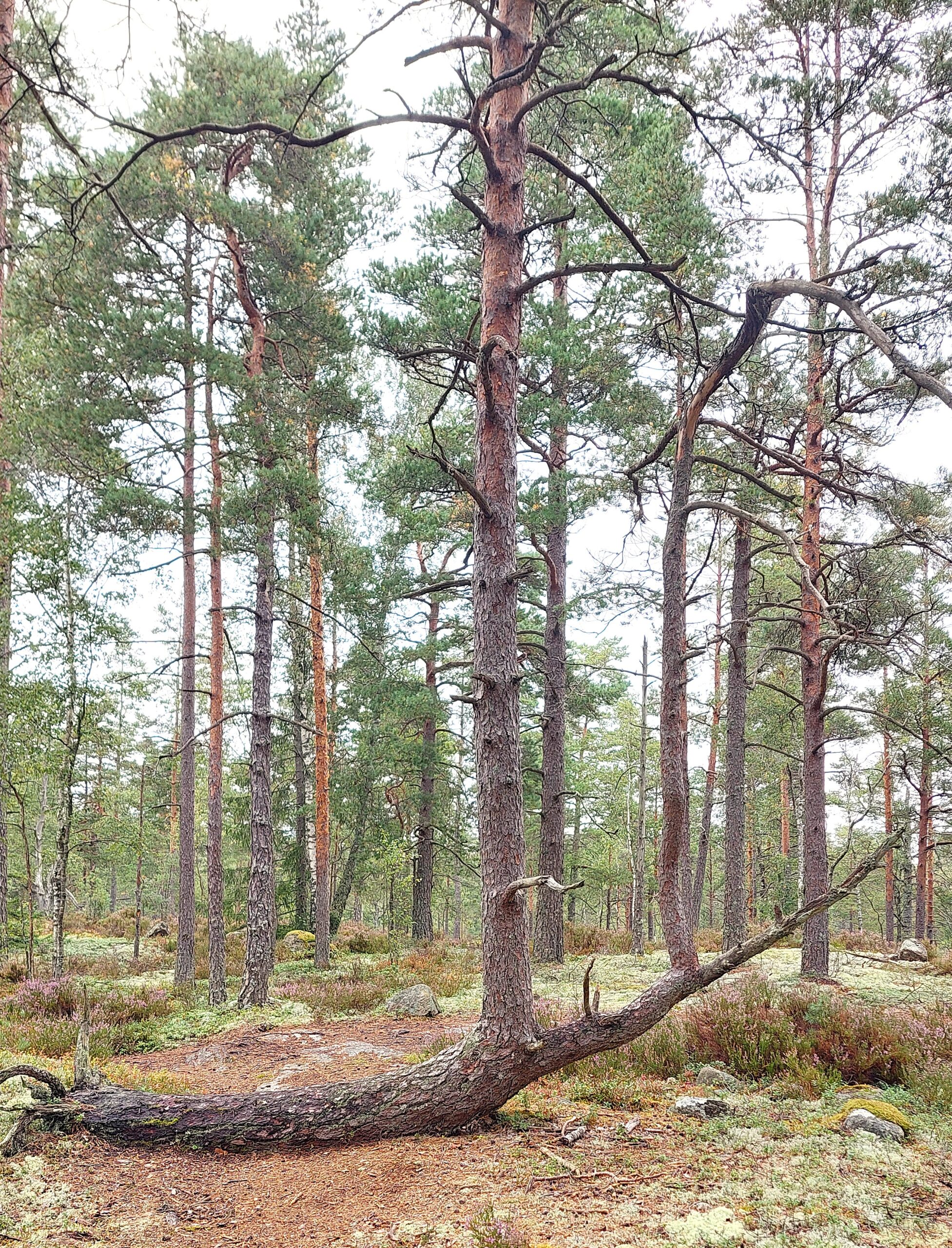 Tresticklans nationalpark