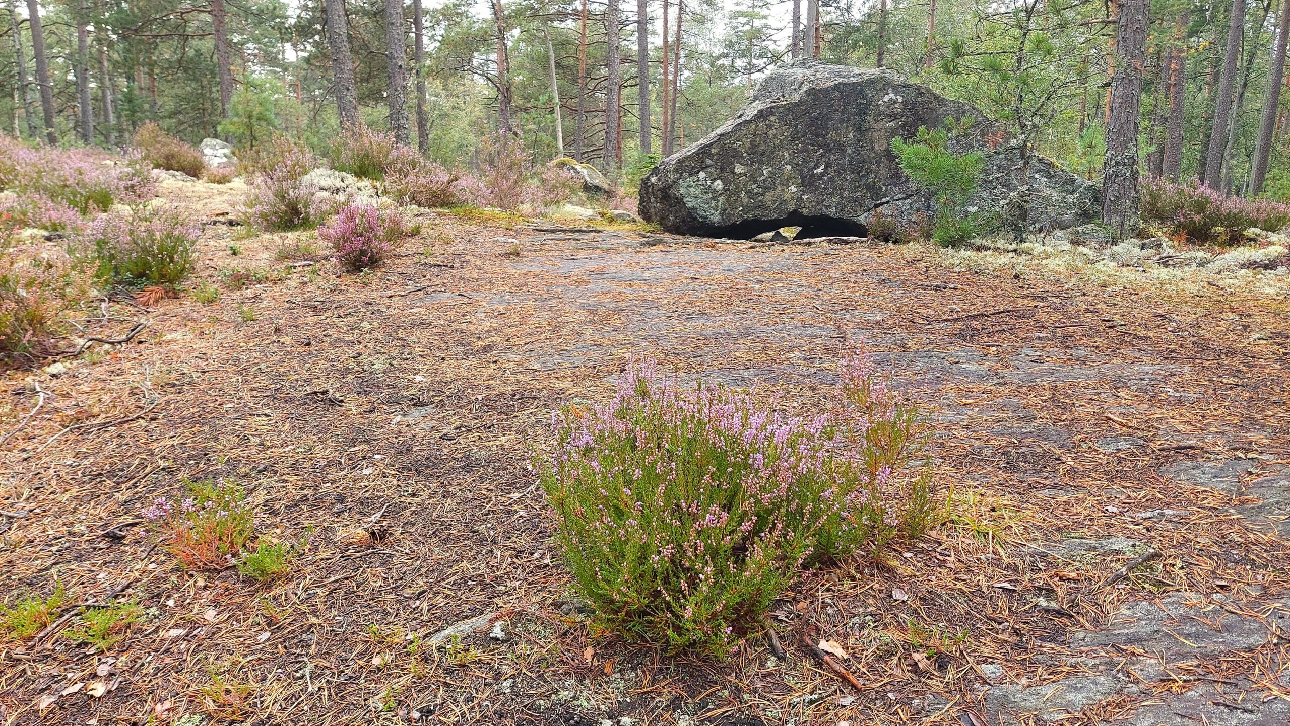 Geologi i Tresticklans nationalpark