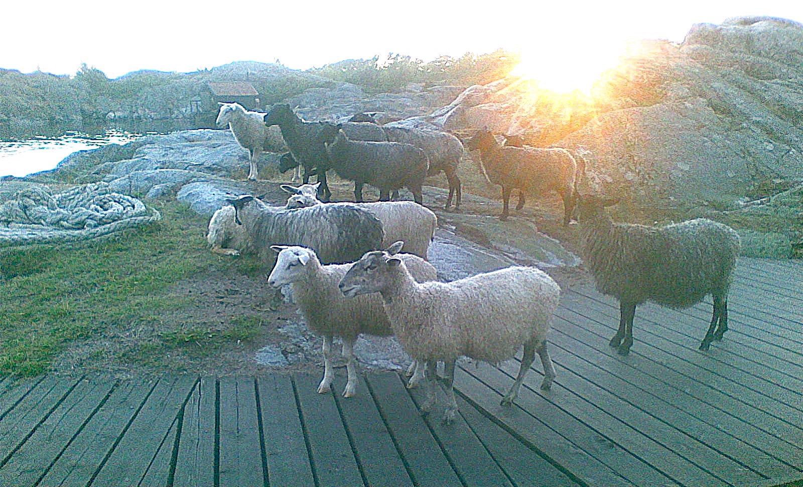 Får på Bullerö