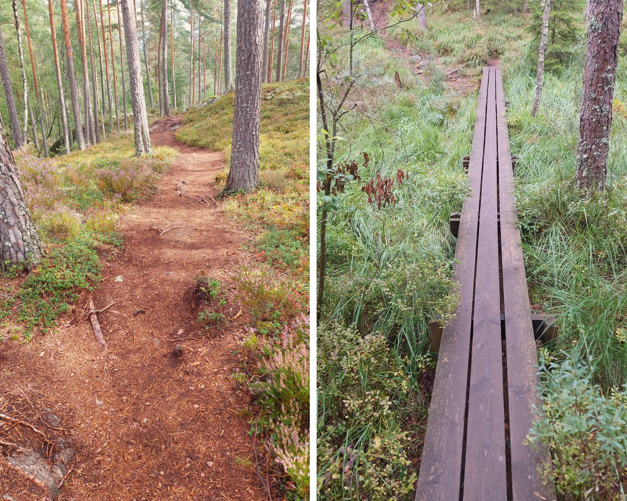 Stigar och spänger i Tresticklans nationalpark