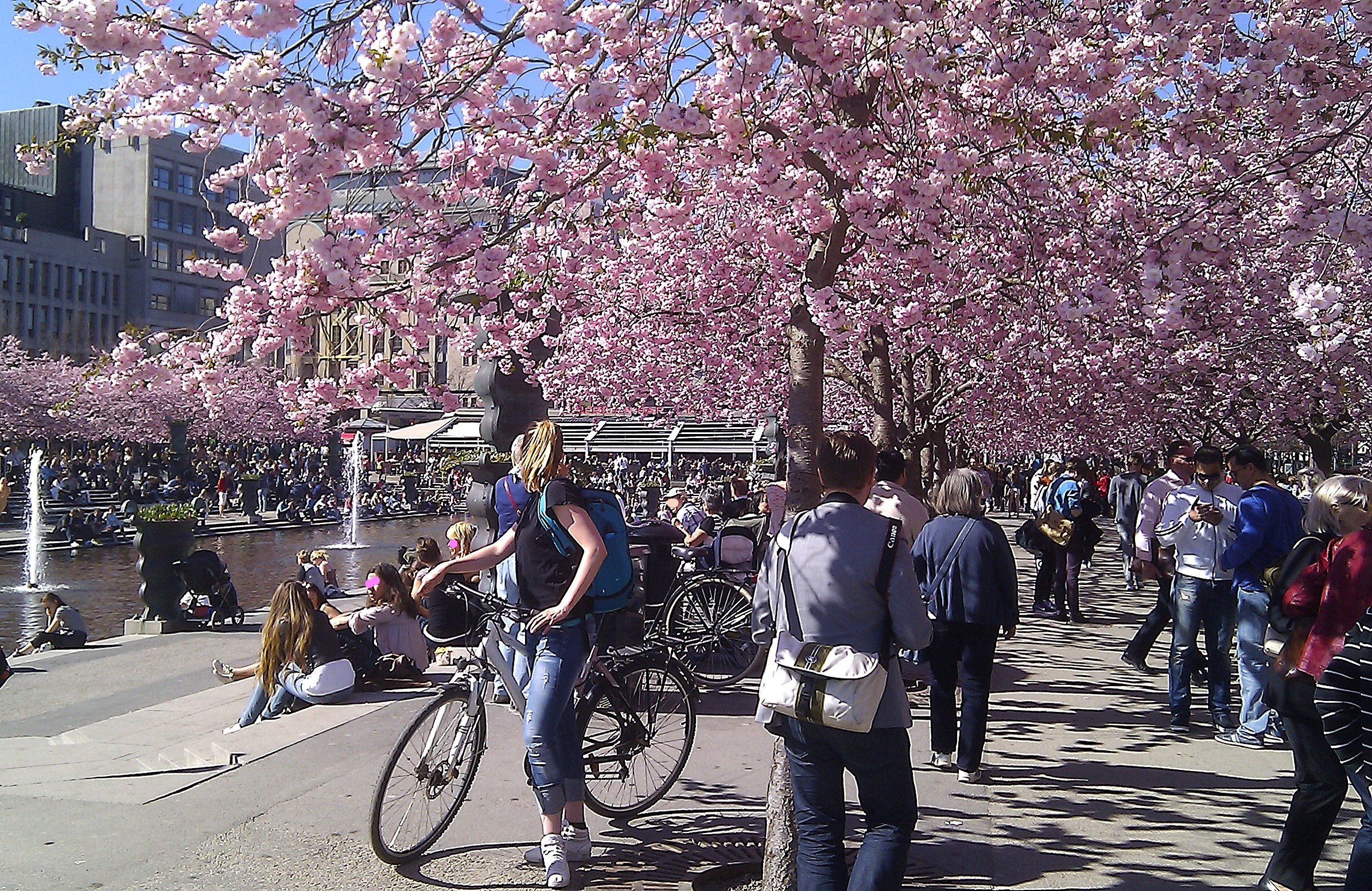 Körsbärsblomning i Kungsträdgården Körsbärsblomning i Kungsträdgården