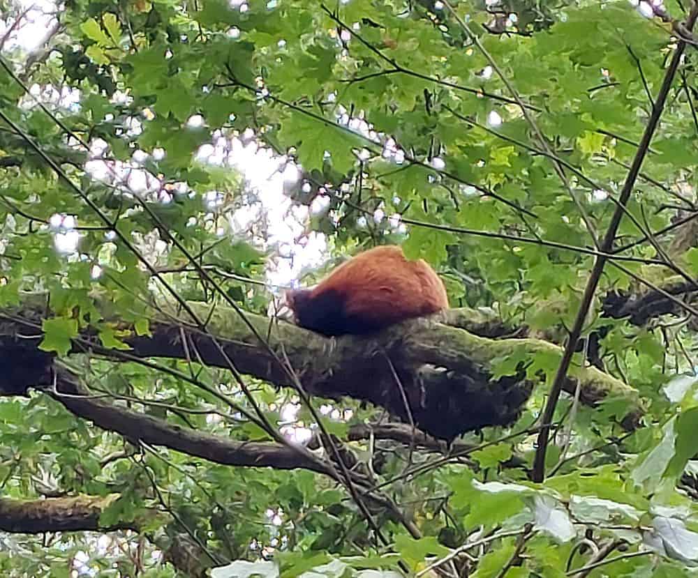 Röd panda på Nordens Ark