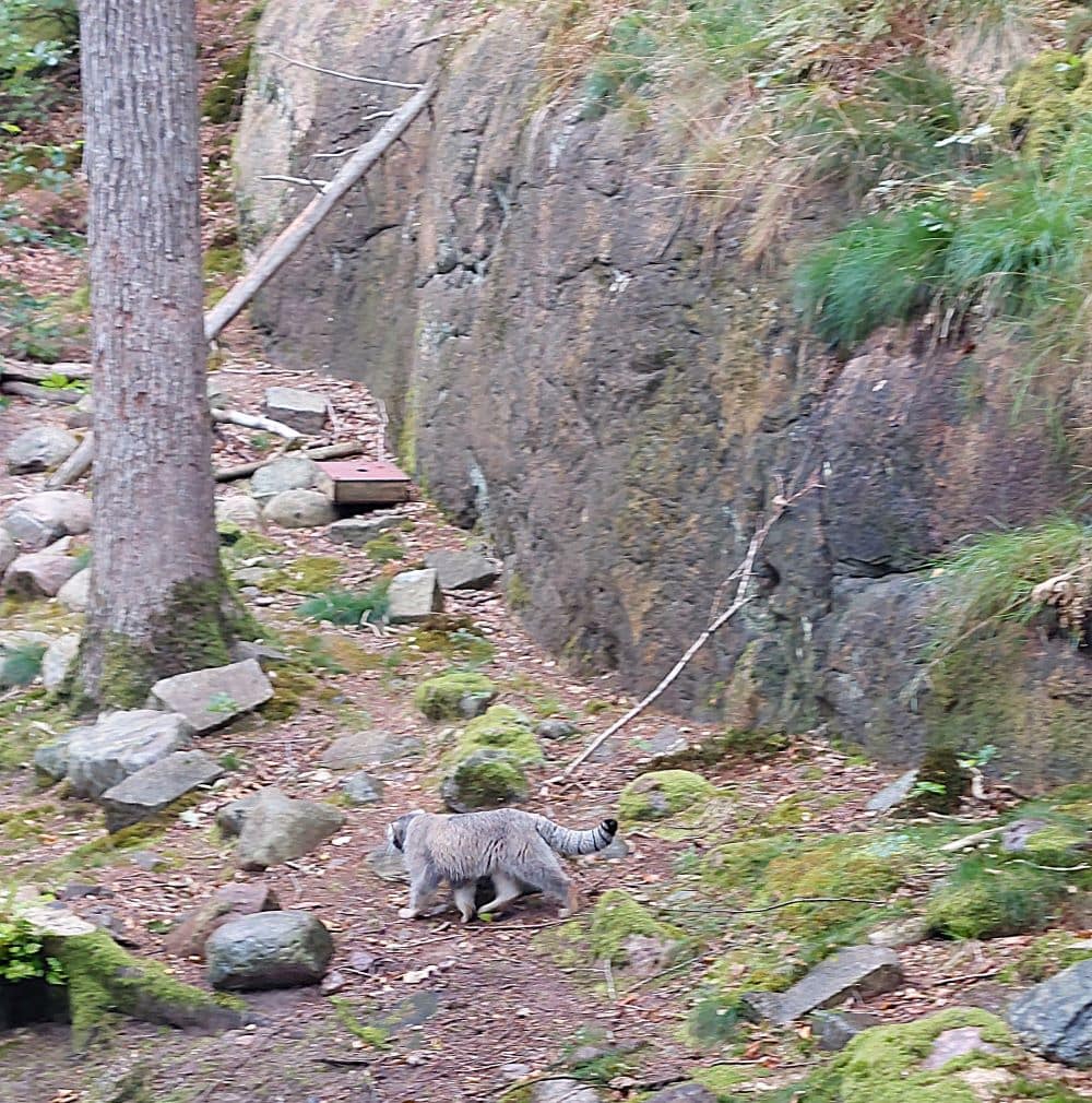 Pallaskatt på Nordens Ark