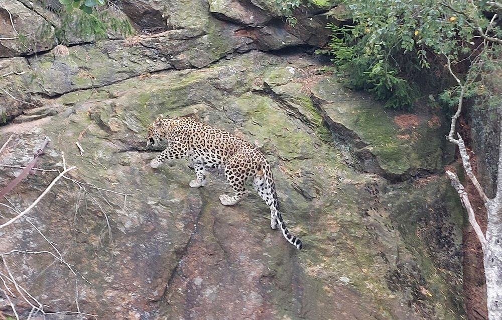 Persisk leopard på Nordens Ark