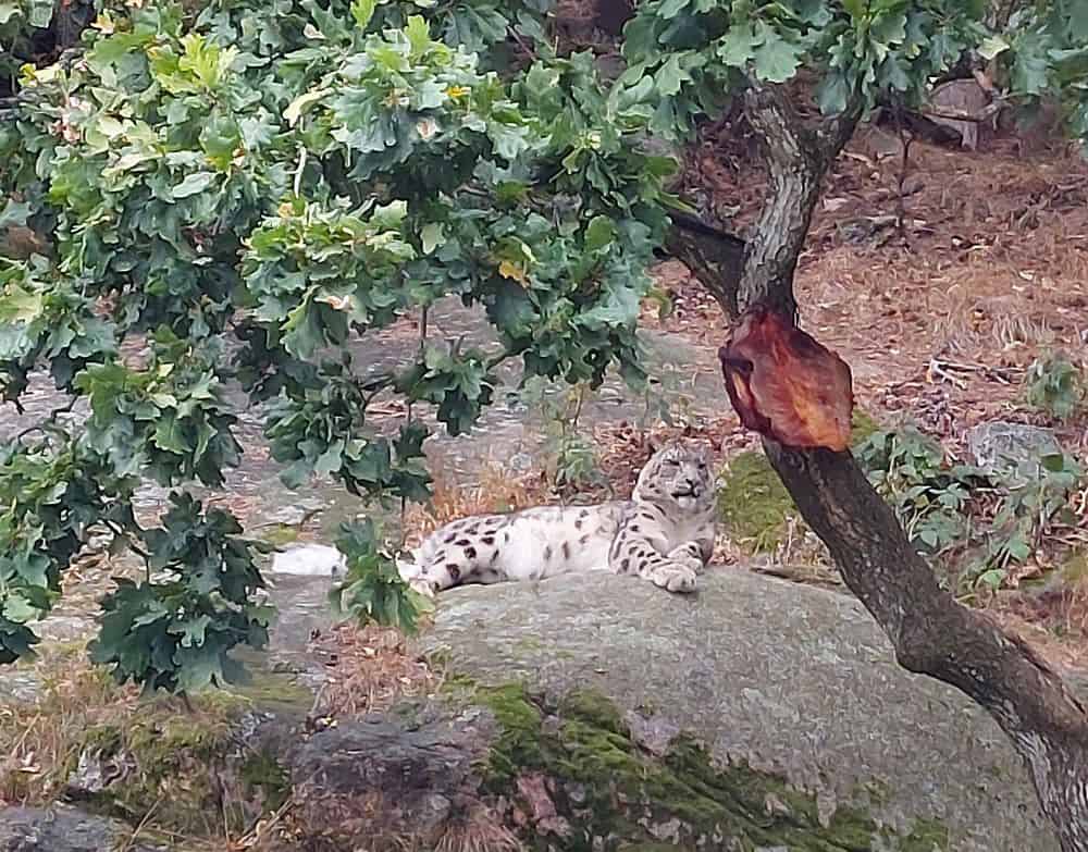 Snöleopard på Nordens Ark