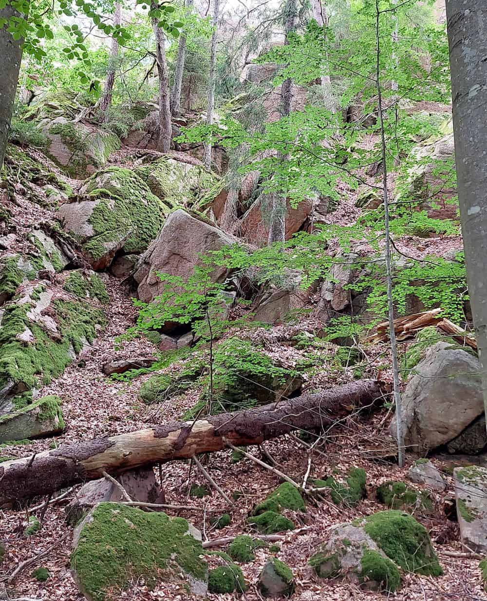 Nordens Ark - skogslandskap