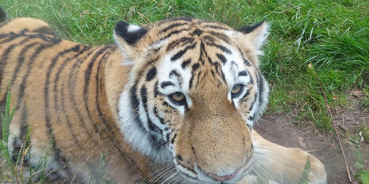 Nordens Ark – skydd för hotade djur