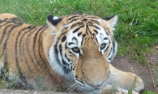 Nordens Ark – skydd för hotade djur