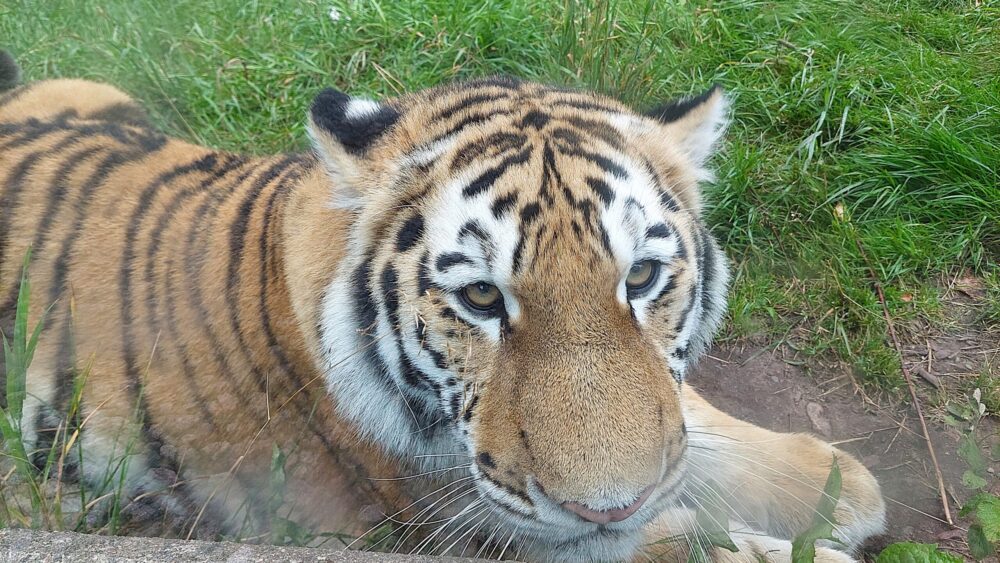 Amurtiger på Nordens Ark