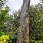 Vinbräckastenen vid Brastad