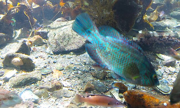 Att se i Lysekil med Havets hus