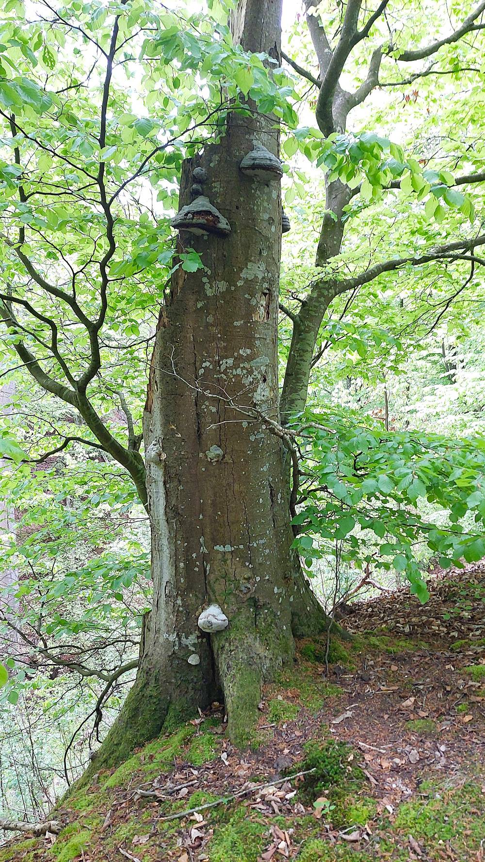 Forsakar naturreservat