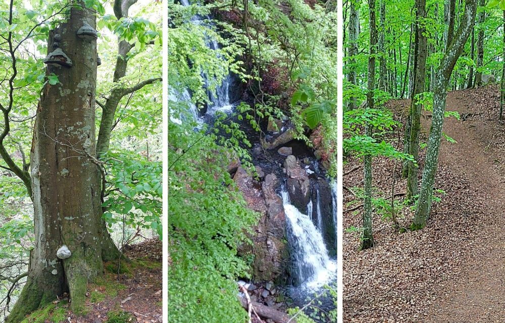 Forsakar ravin och Skånes högsta vattenfall