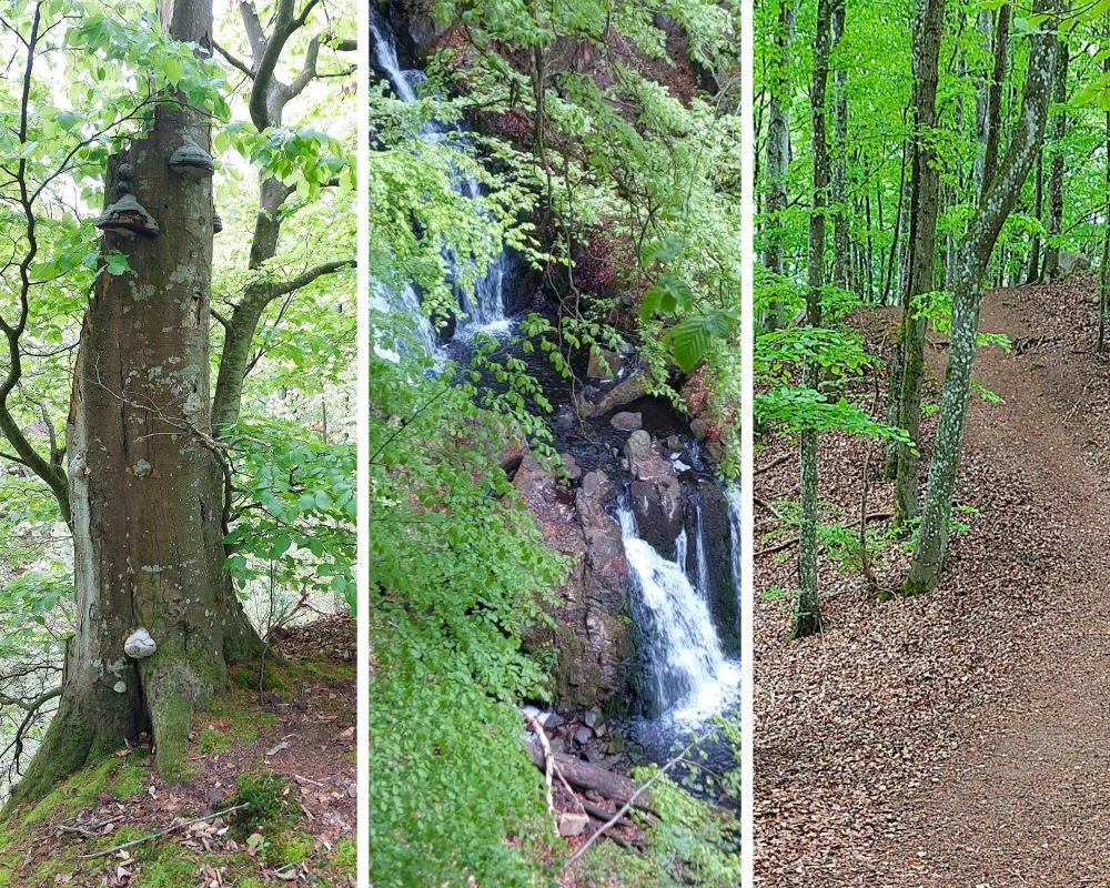 Forsakar naturreservat med vattenfall och ravin