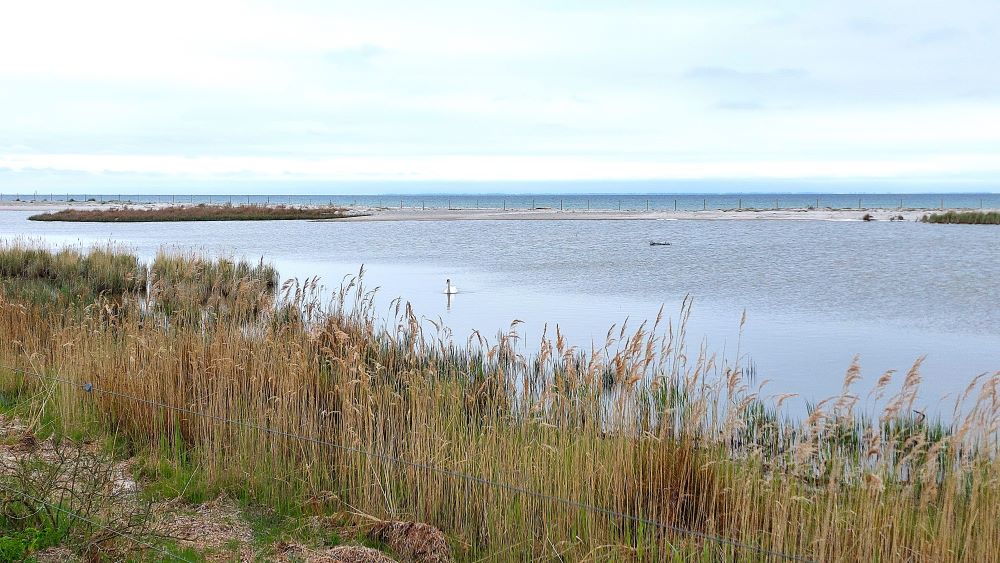 Flommens naturreservat på Falsterbonäset